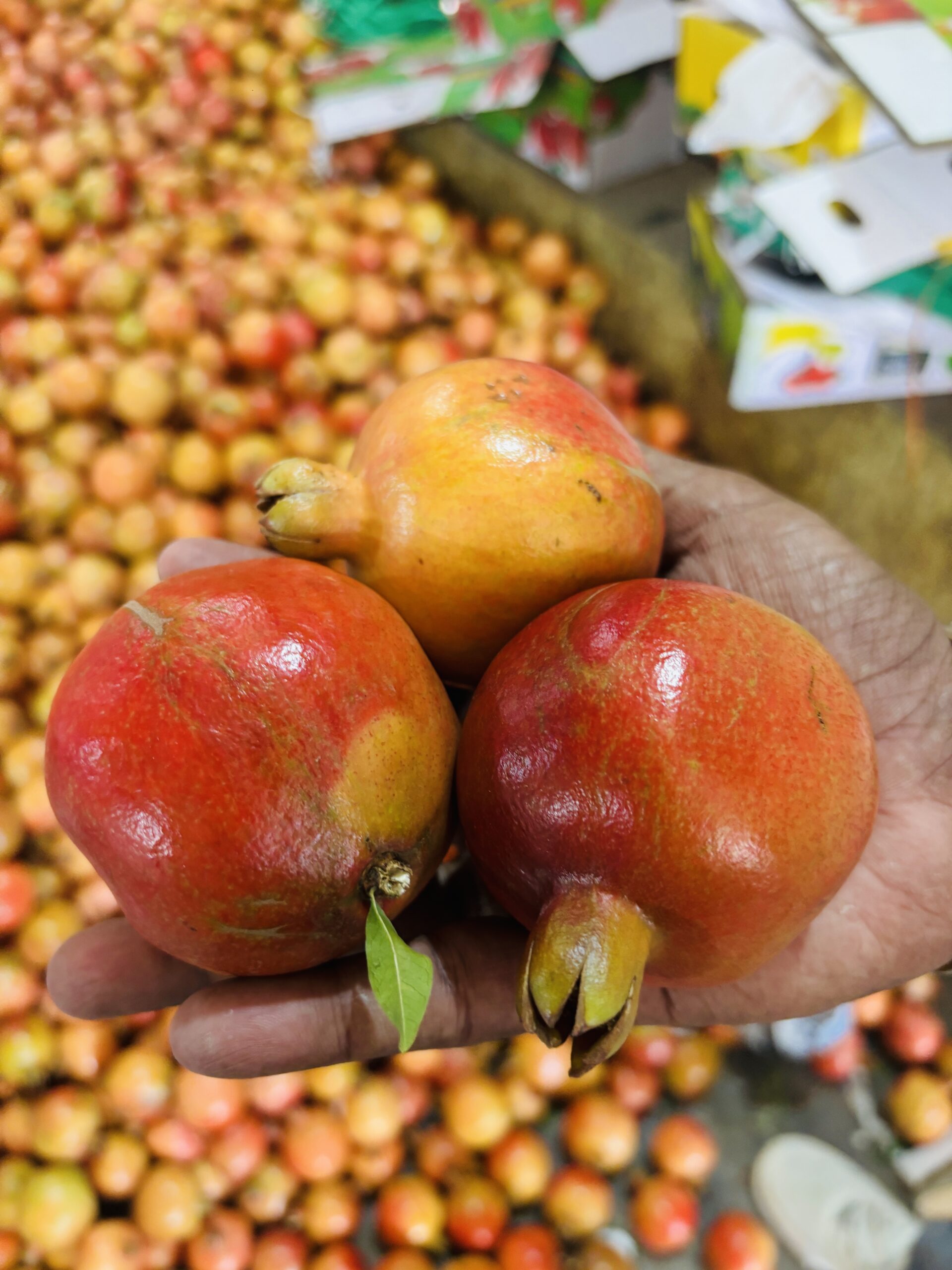 Pomegranate - Image 3